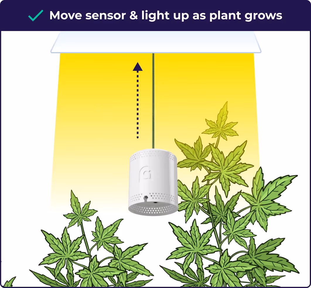 An illustration explaining that the grower needs to move there Grow Sensor up as the plants grow to make sure the ppf is accurate.