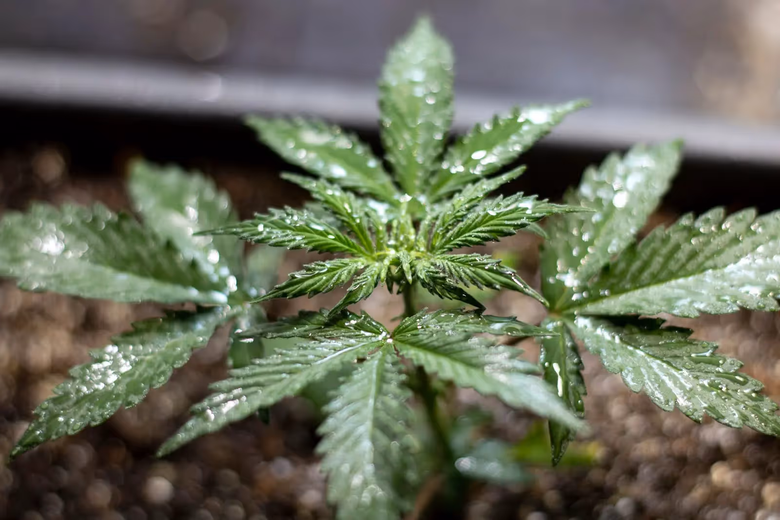 A young cannabis plant showing a low LST or leaf surface temperature.