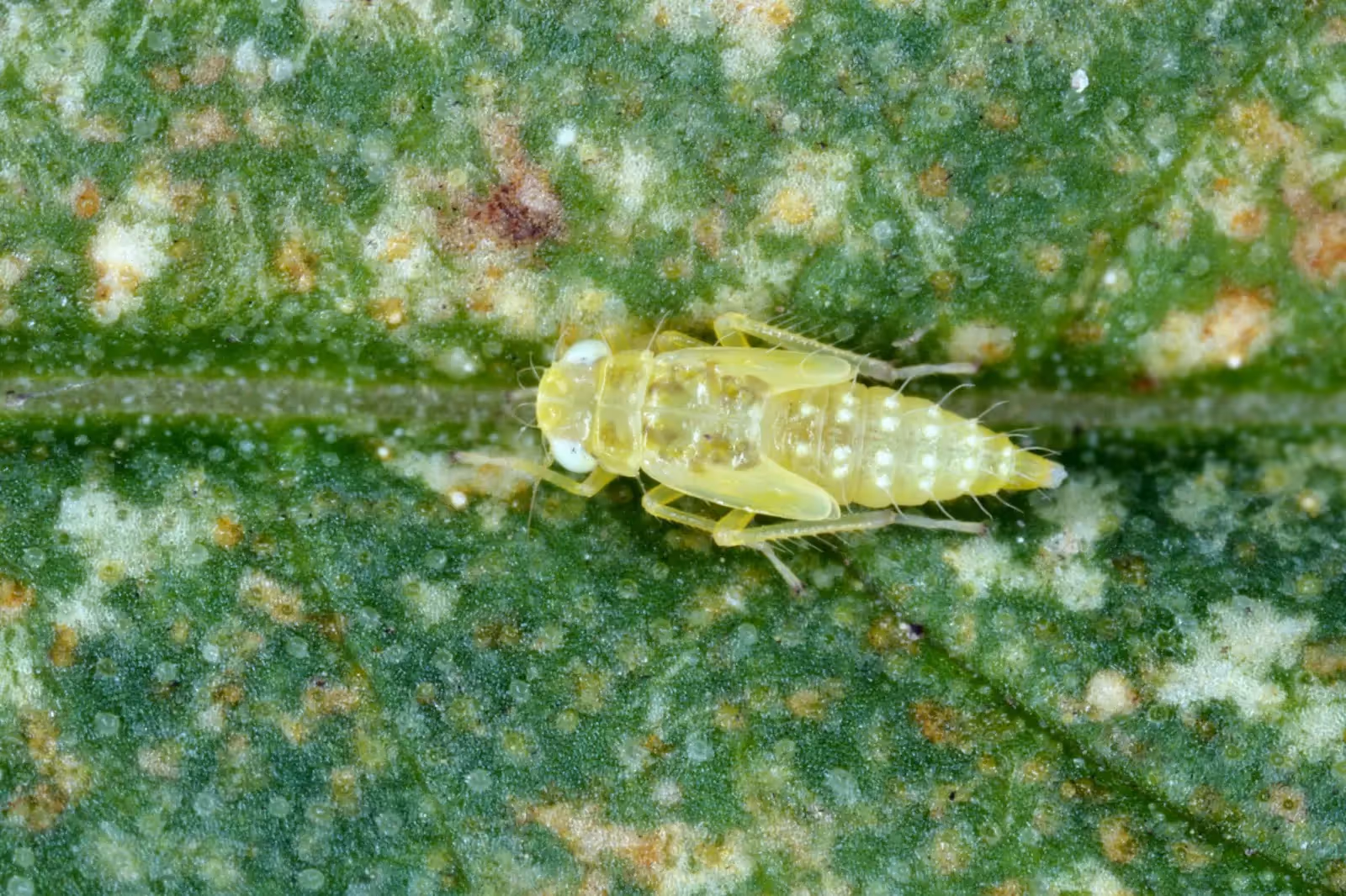 An image of a cannabis pest on a cannabis leaf.