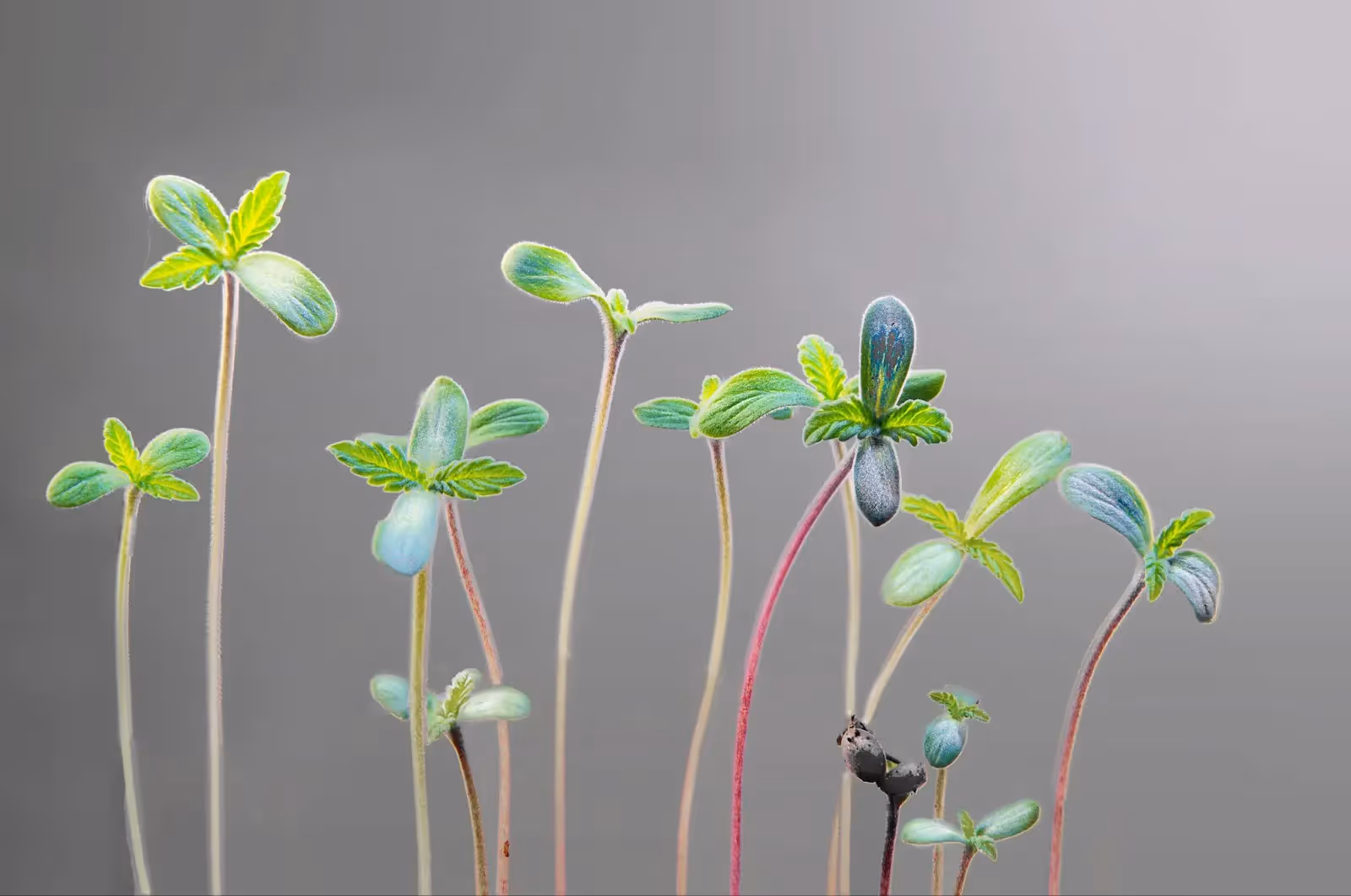 A collection of cannabis seedlings that have stretched