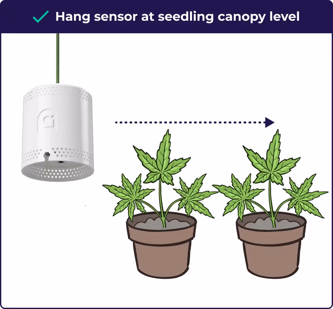 An infographic explaining that the grow sensor should be hung at the seedling canopy level when growing cannabis.