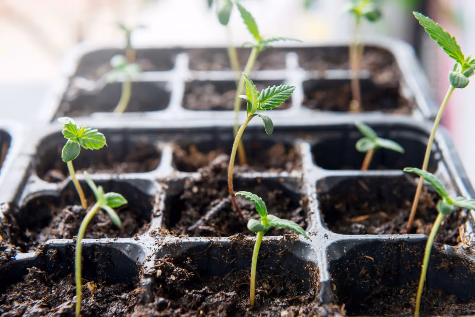 A tray of cannabis seedling that need more PPFD.