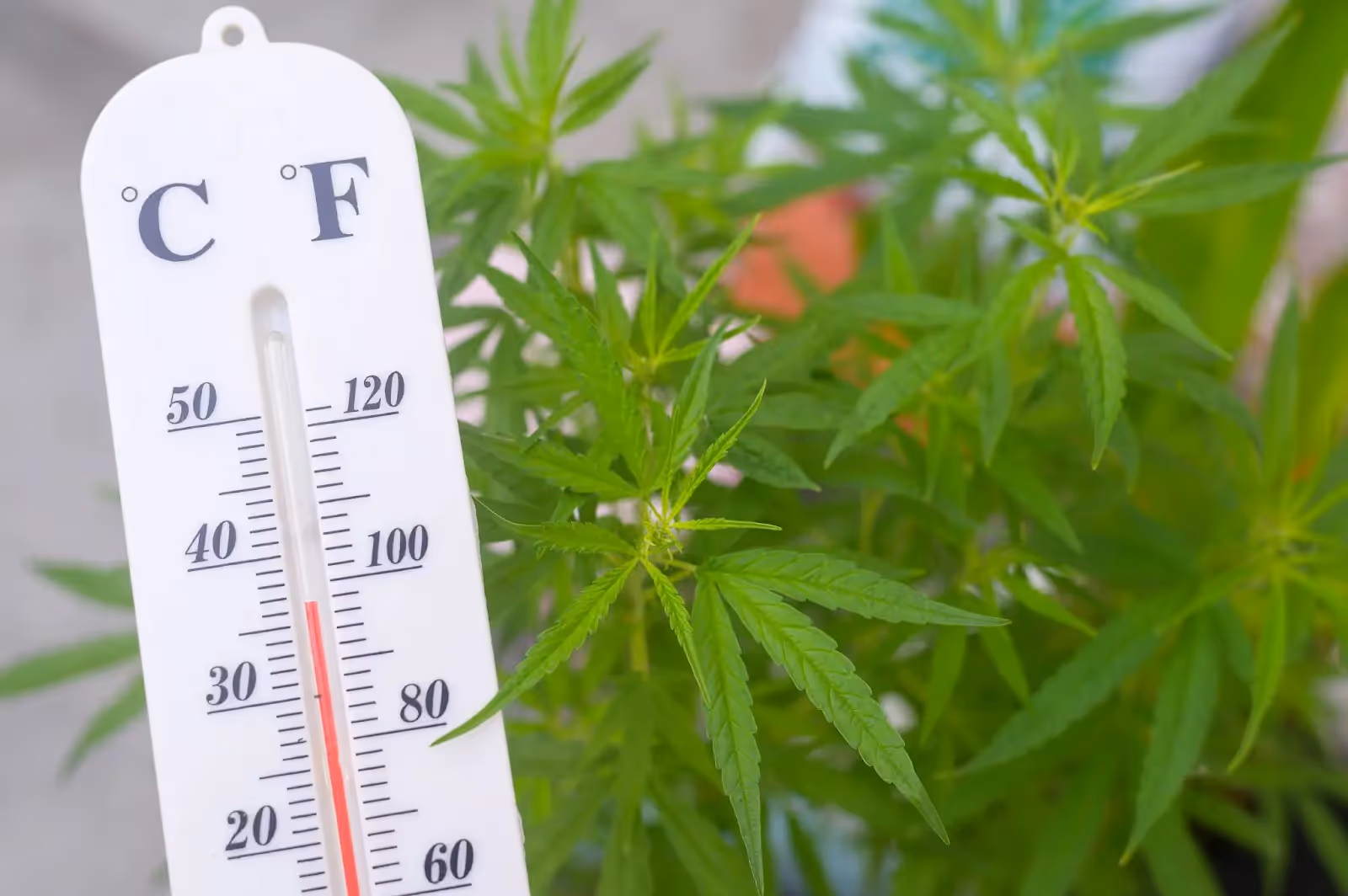 A thermometer next to a cannabis plant showing that the temperature is to hot in the grow room.