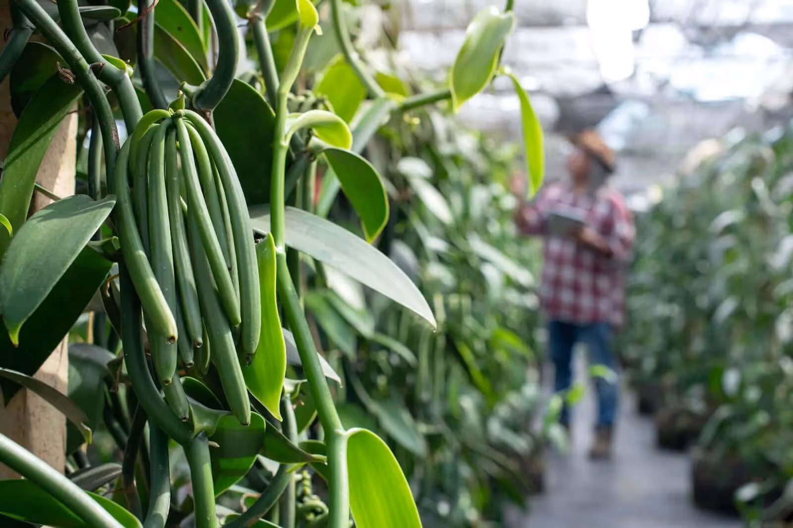 Vanilla crop grown using crop steering