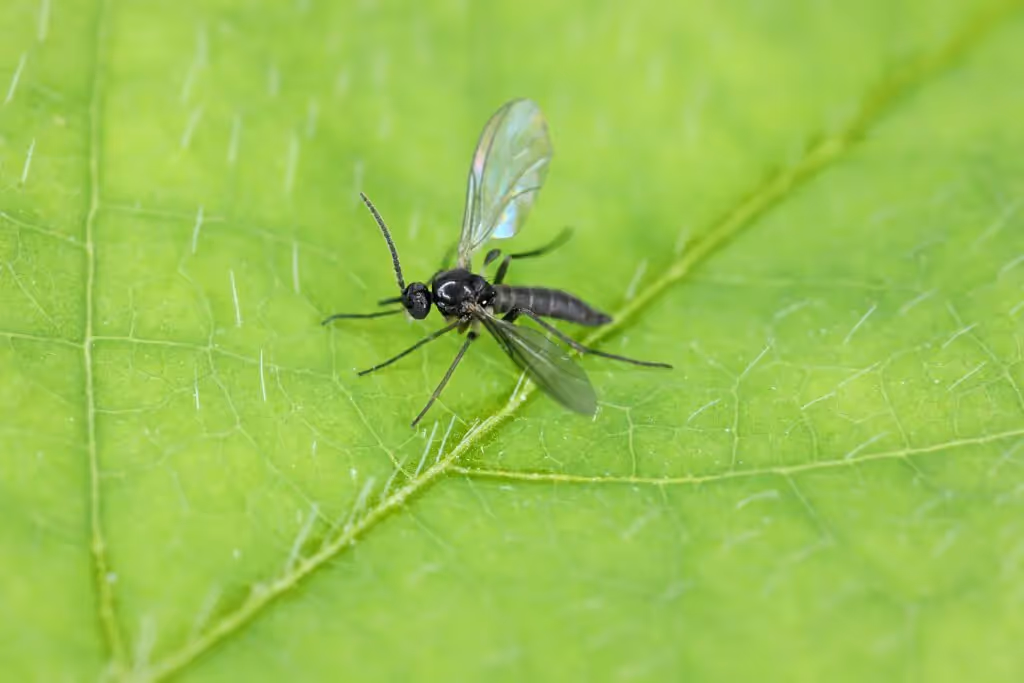 Fungus gnat cannabis pest