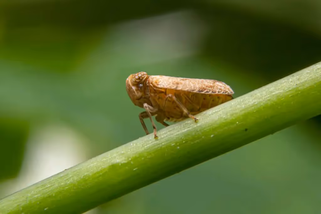 Plant hopper cannabis pest