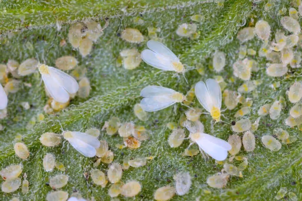 White flies cannabis pest