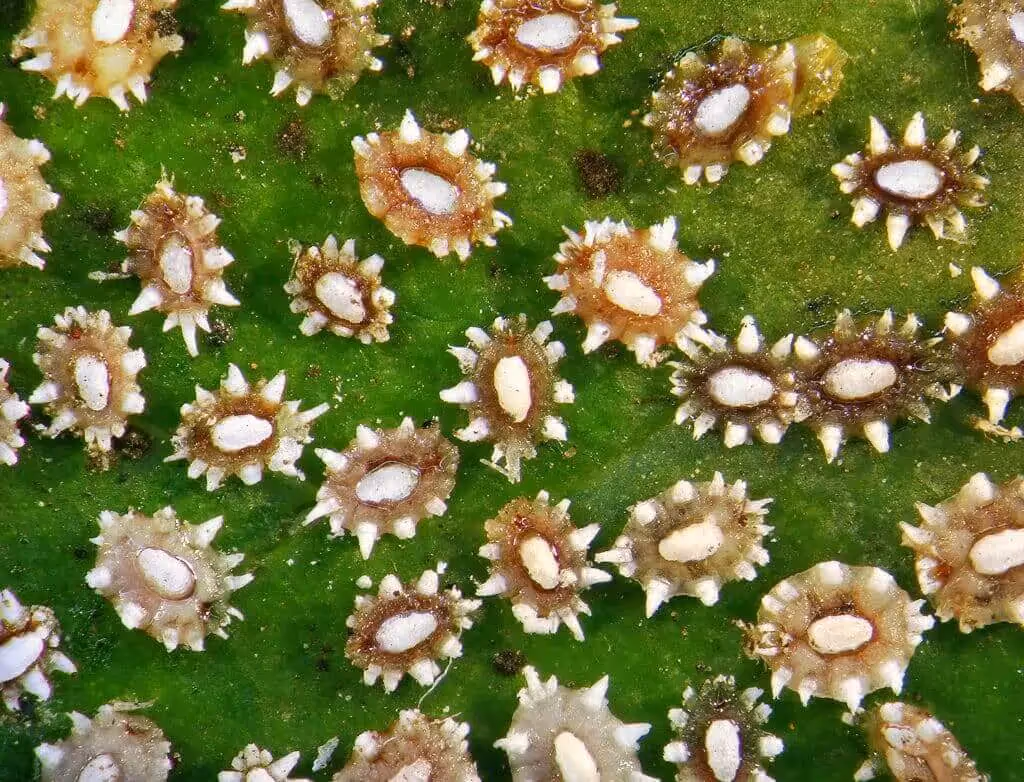 Barnacles cannabis pests
