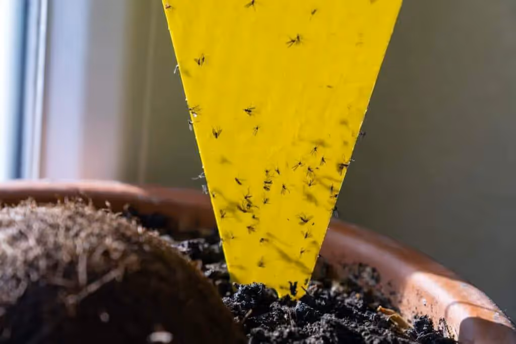 Yellow glue sticky trap for harmful plant insect