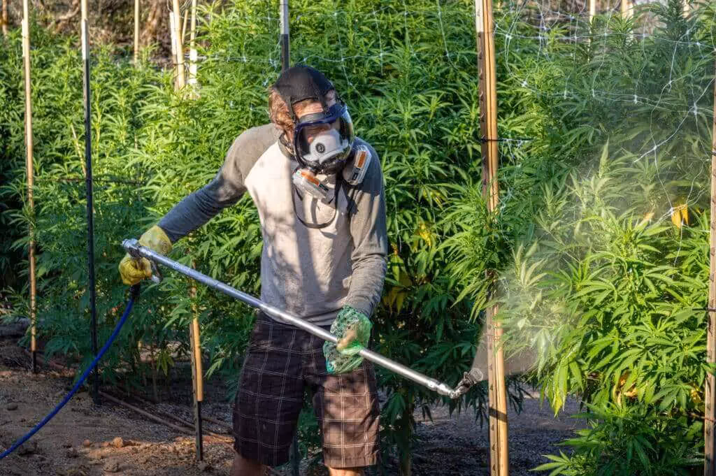 largescale treatment of mealy bugs in a greenhouse