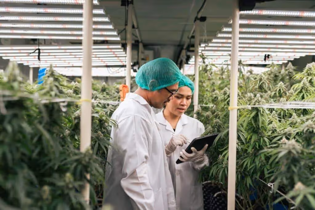 Growers recording cannabis data