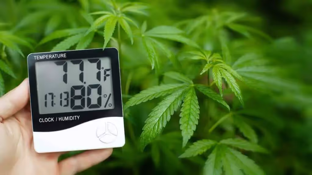 Temperature and humidity reading of cannabis plants
