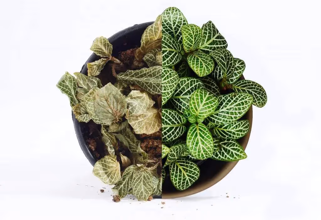 Avoid extremes of vapour pressure deficit for optimal plant health