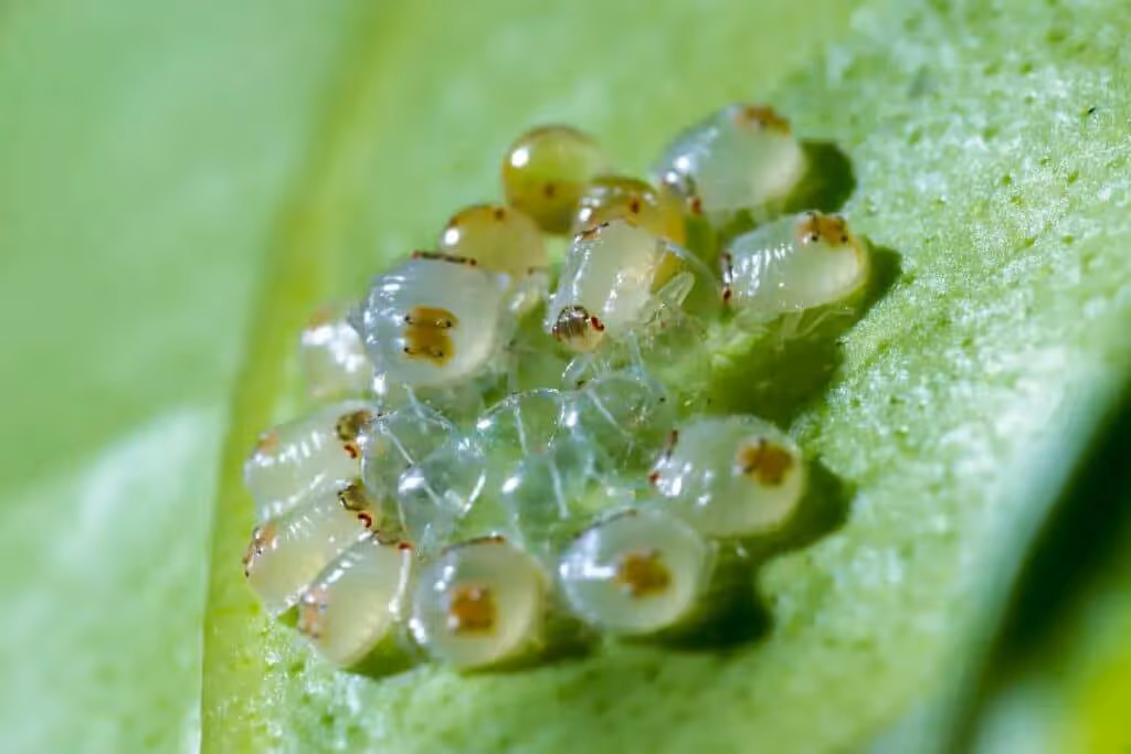 Cluster of spider mite larvae emerging from eggs