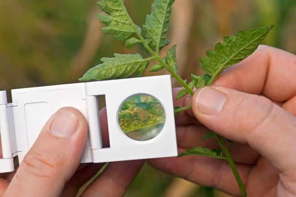 Crop inspection, spider mites viewed through magnifying lens