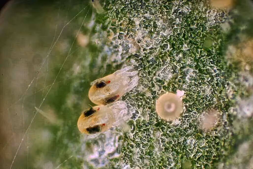 Spider mite nymphs next to egg under magnifying lens