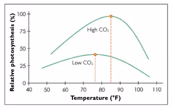 Graph showing rate of photosynthesis vs temperature vs CO2 concentration