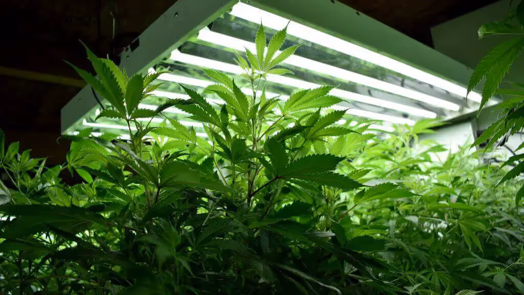 A grow room supplemented with CO2