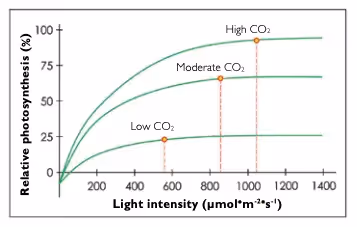 Graph showing rate of photosynthesis vs light intensity vs CO2 concentration