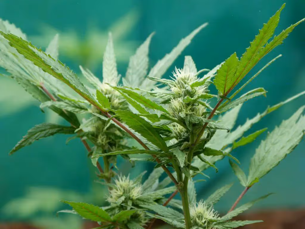 Cannabis plants being supplemented CO2 in flowering stage