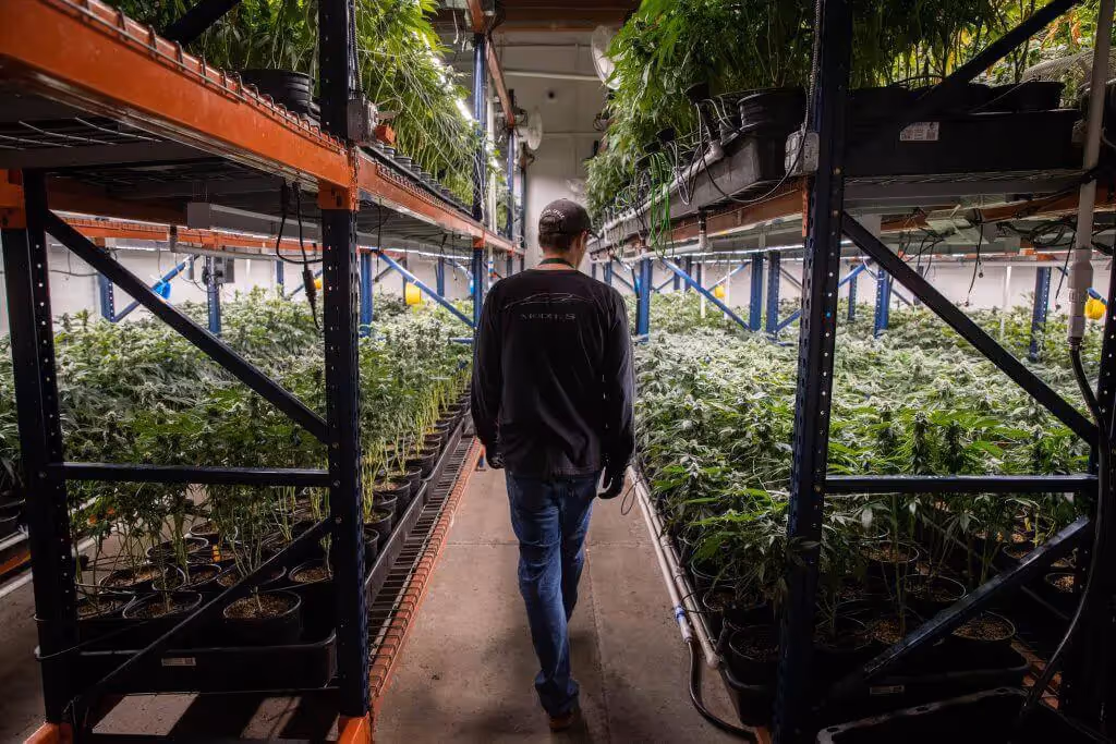 Supplementing CO2 in flowering stage can mean higher quantity and quality yields each cycle