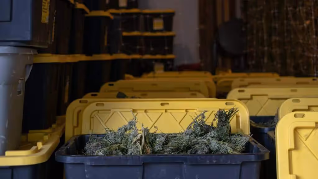 Commercial cannabis growers curing cannabis in plastic totes