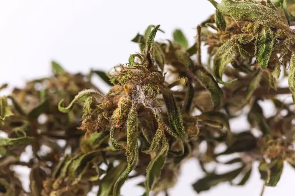 Drying cannabis growing mould