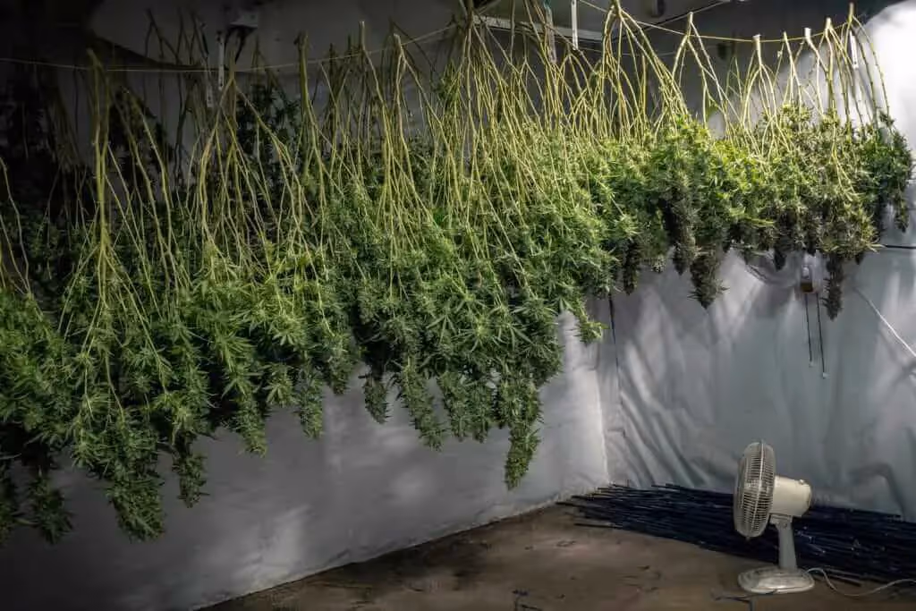 Facility hanging whole cannabis plants to dry