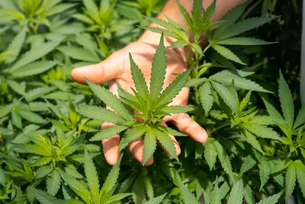 Plants getting ideal grow room temp with CO2