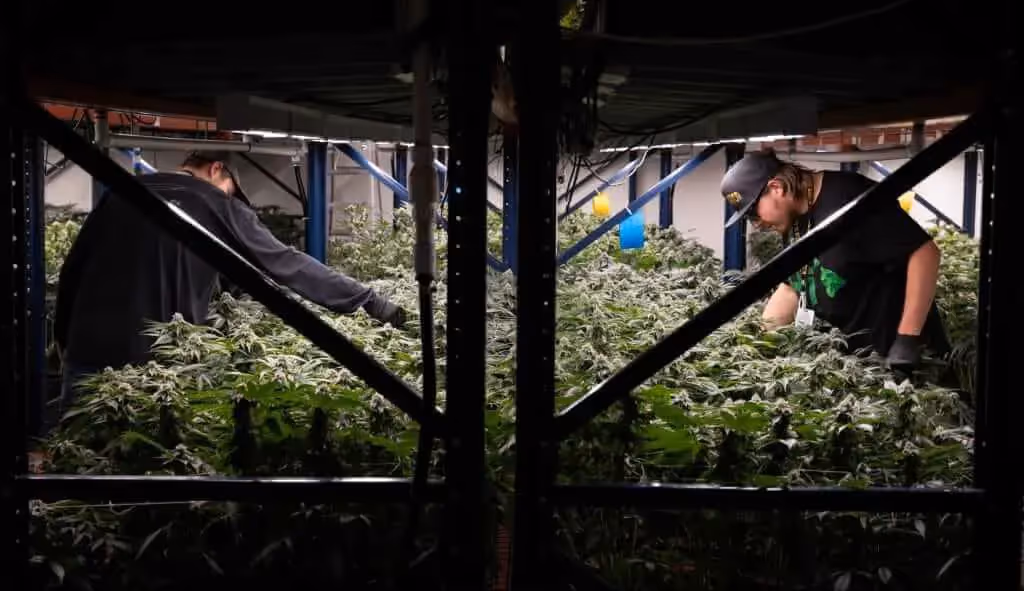 ideal grow room temp with CO2 depends on a number of things very specific to your grow