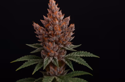 Foxtail cannabis on a dark backgound Hero