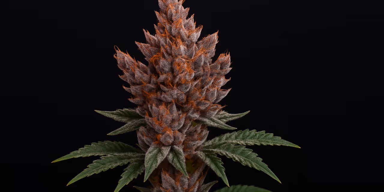 Foxtail cannabis on a dark backgound Hero