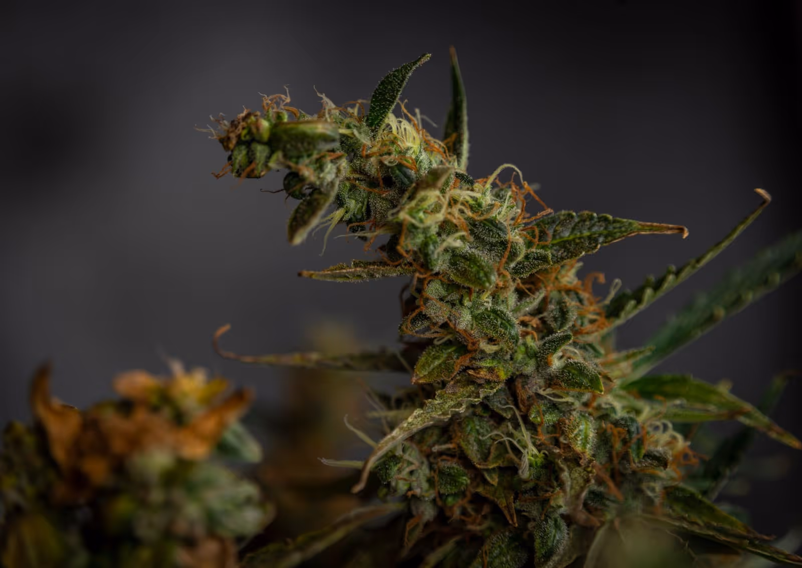 elongated foxtail bud