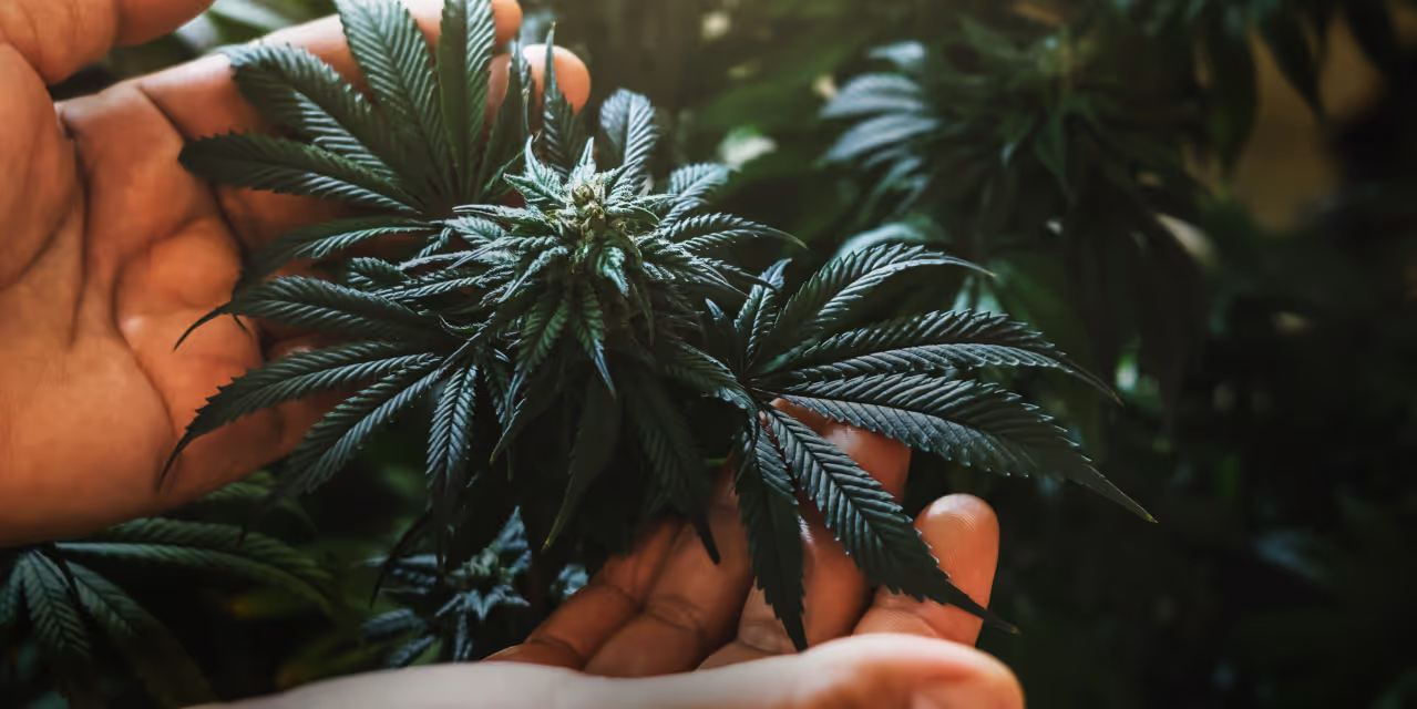 grower caring for cannabis plant hero