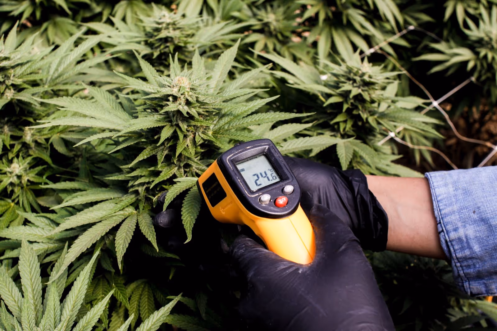 Grower measuring leaf surface temperature