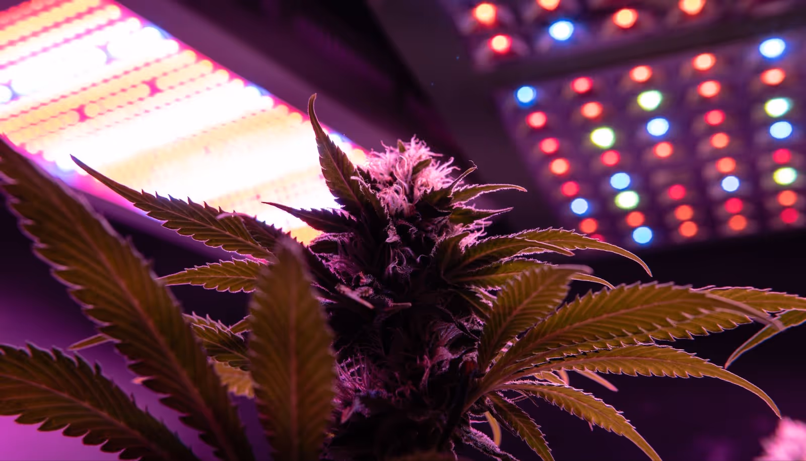 Indoor grow lighting