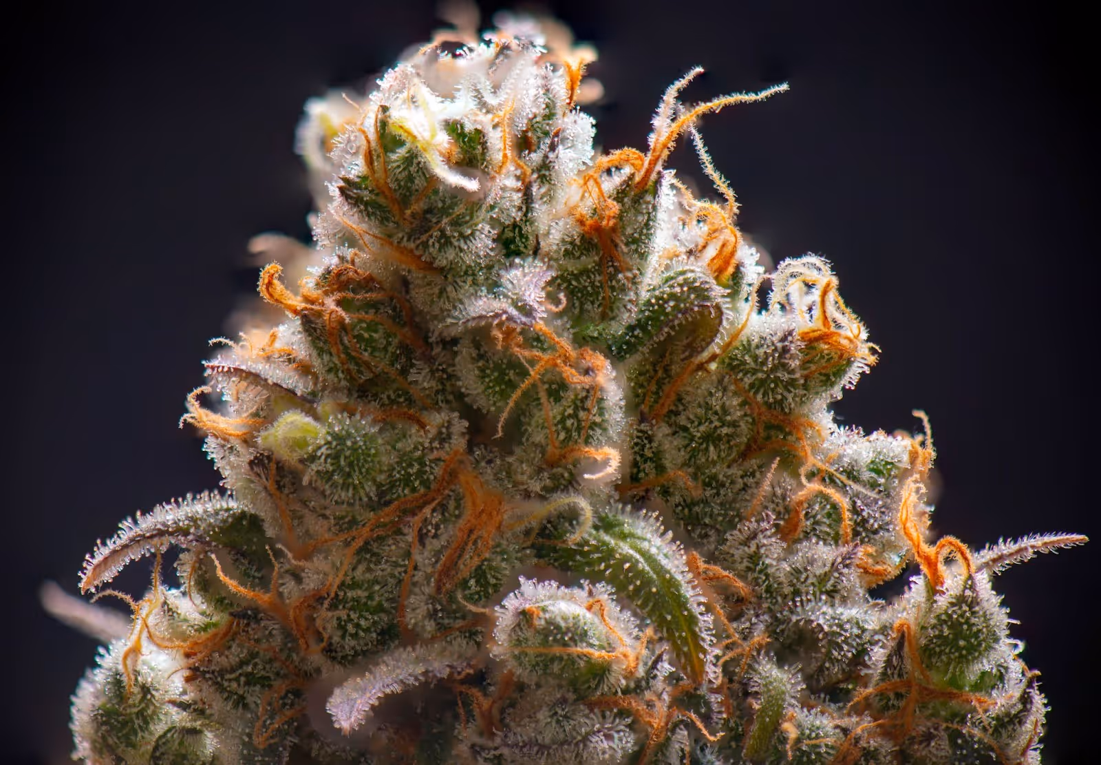 close up of a cannabis bud
