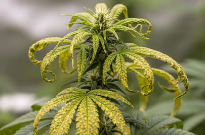 Tobacco mosaic virus on a cannabis leaf hero