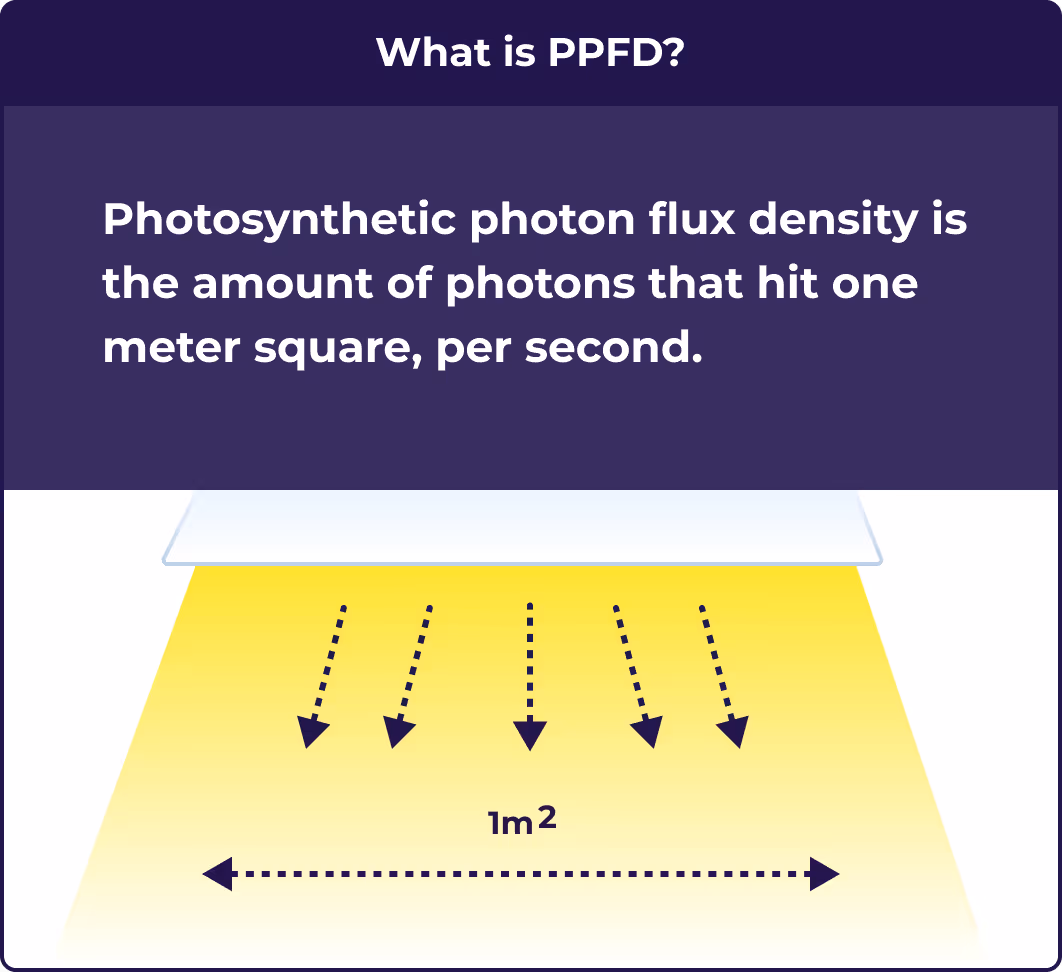 What is PPFD illustration