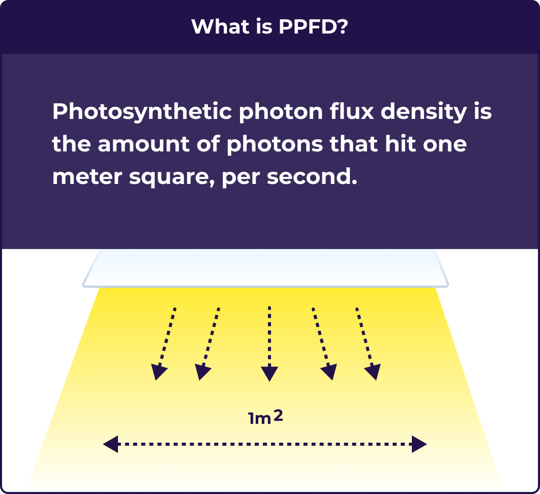 What is PPFD illustration