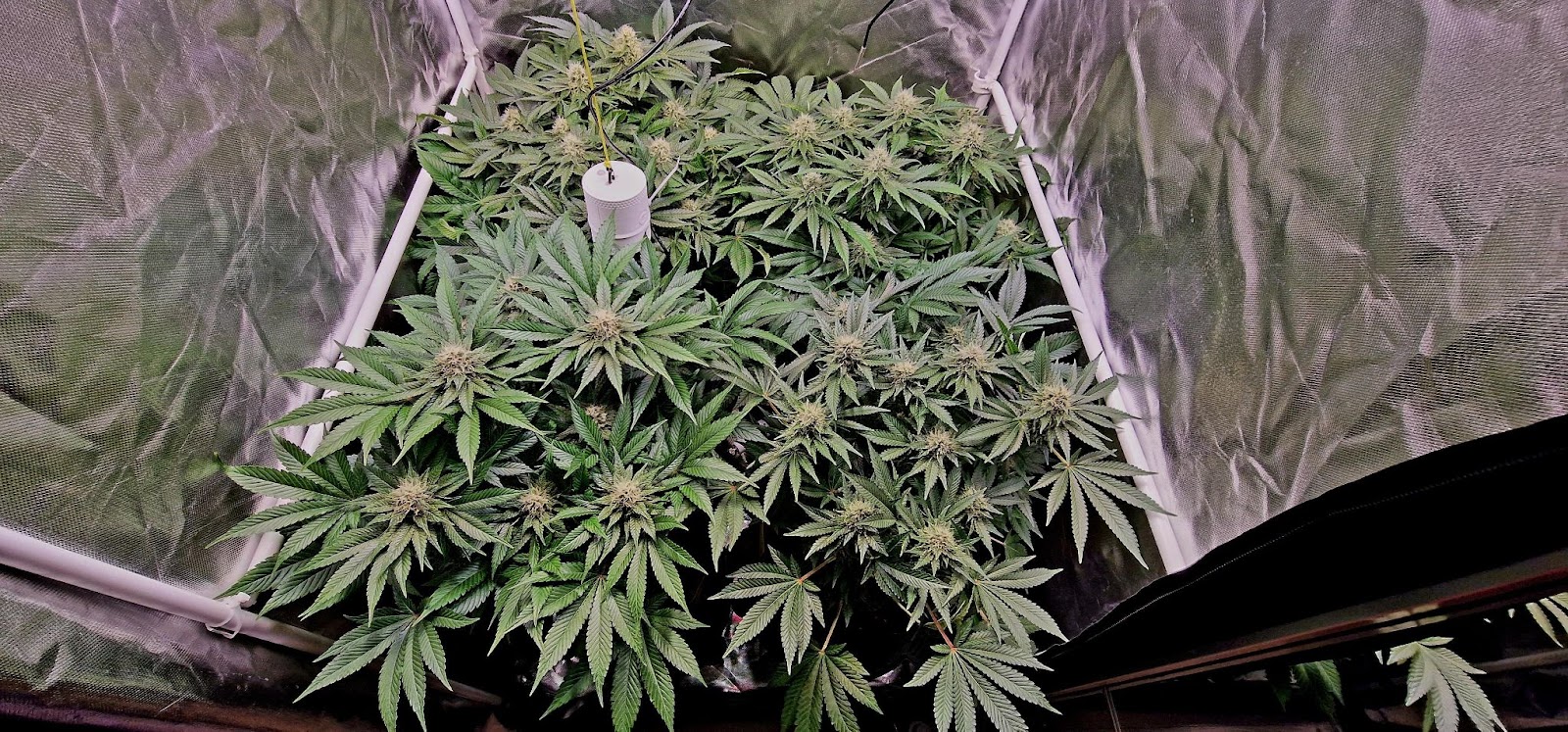 The Grow Sensor PROs DLI sensor is positioned on top of the sensor for continual measurements.