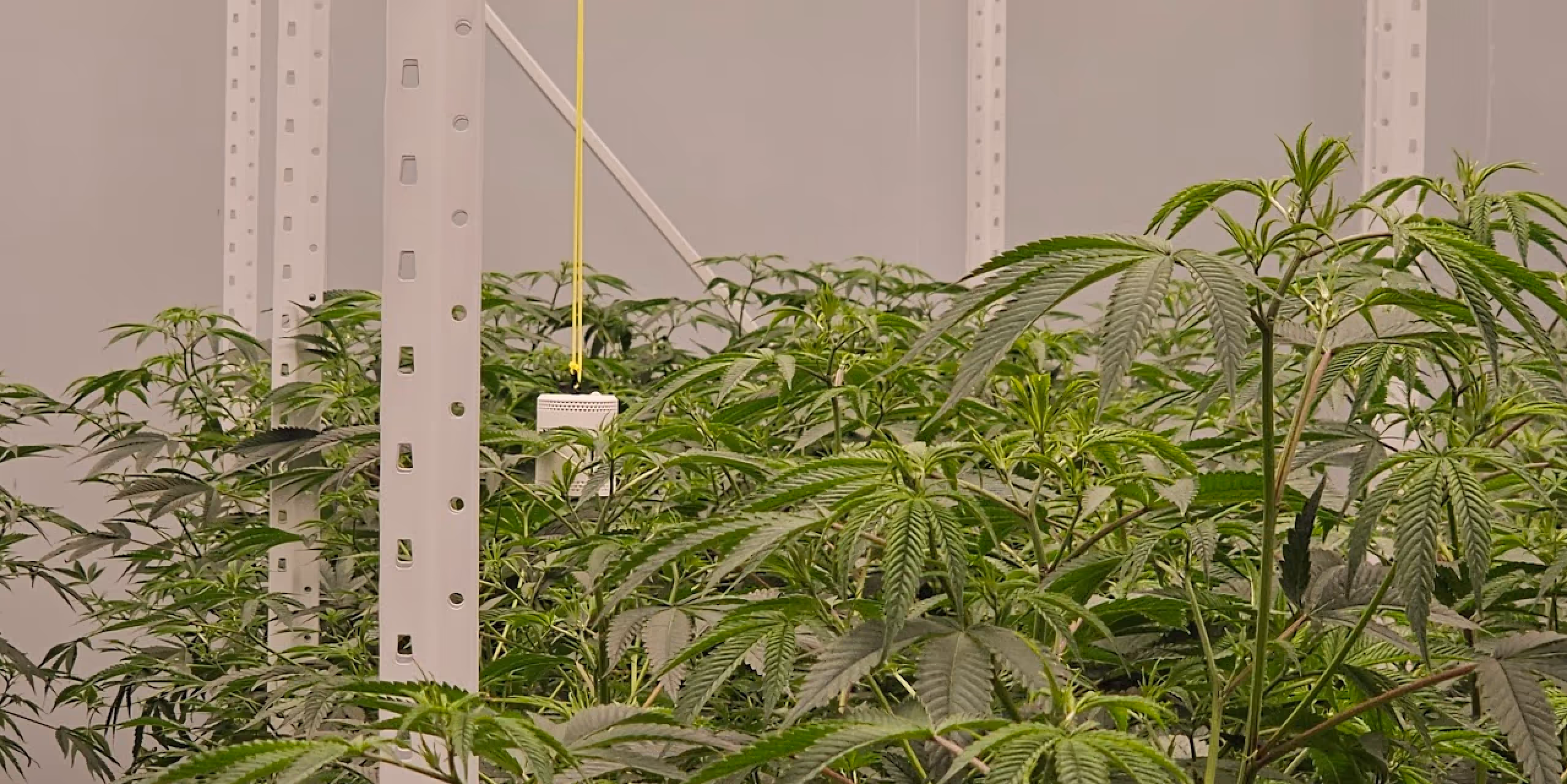 The Grow Sensor PRO measuring DLI