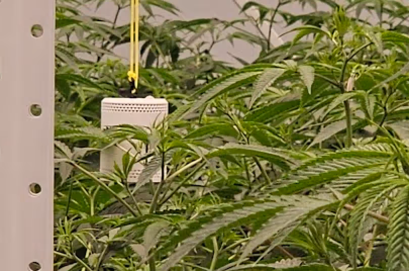 The Grow Sensor PRO measuring DLI