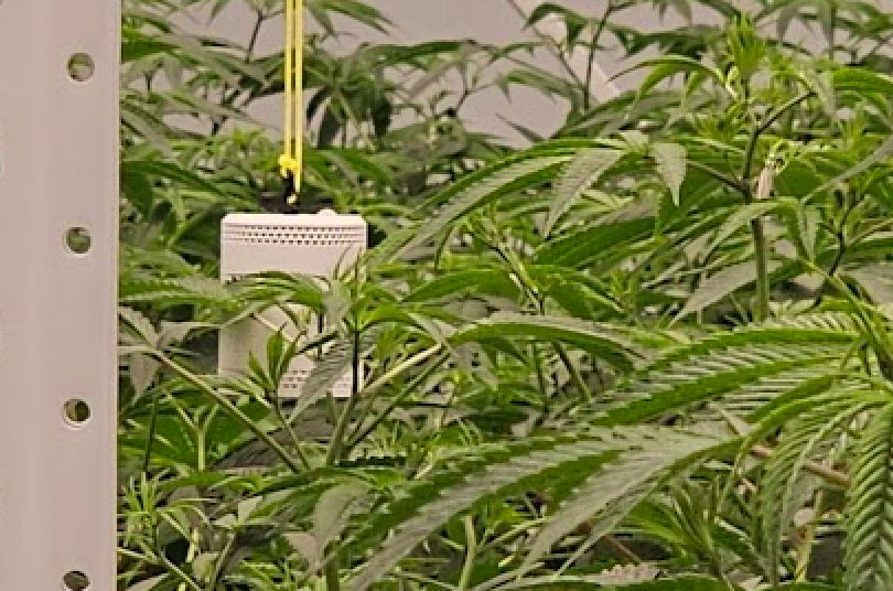 The Grow Sensor PRO measuring DLI