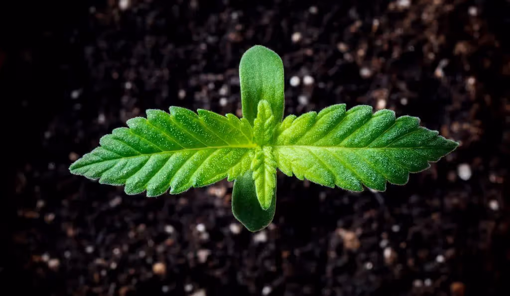 Vapour pressure deficit affects clones and seedlings