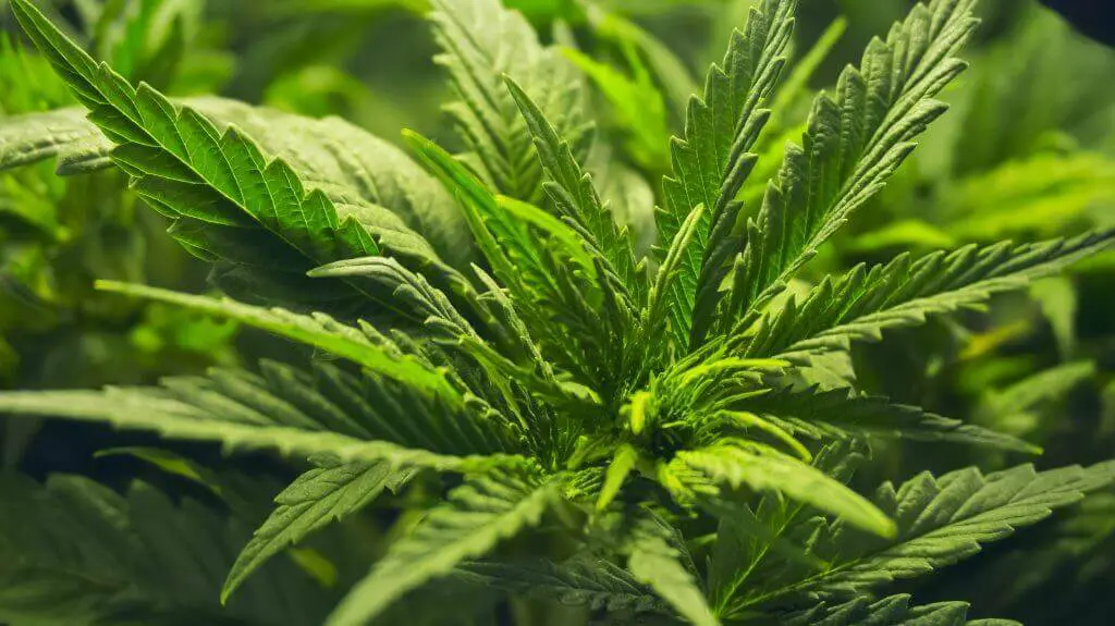 Vapour pressure deficit affects vegetative growth