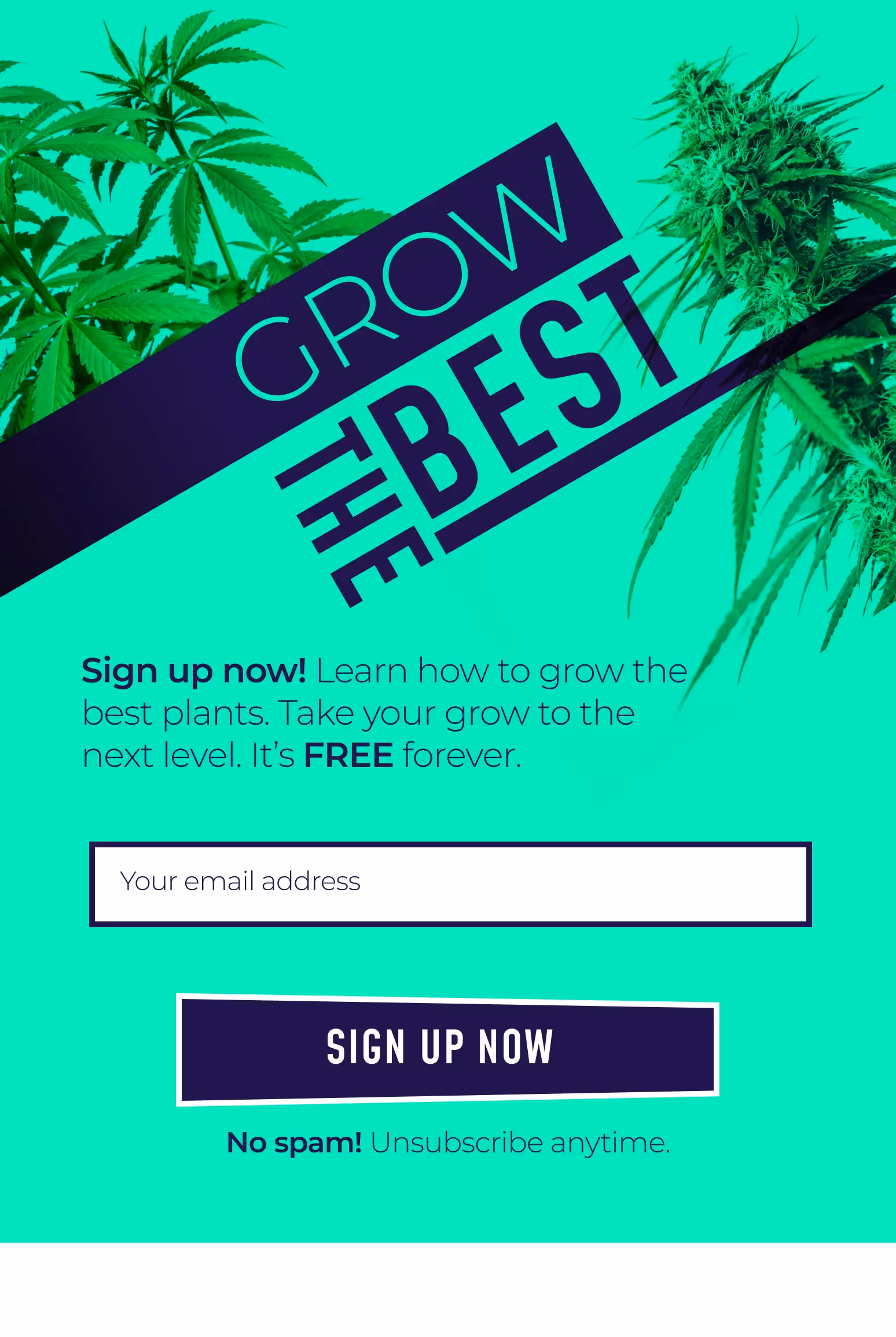 The weekly newsletter for indoor growers who want to grow the best cannabis