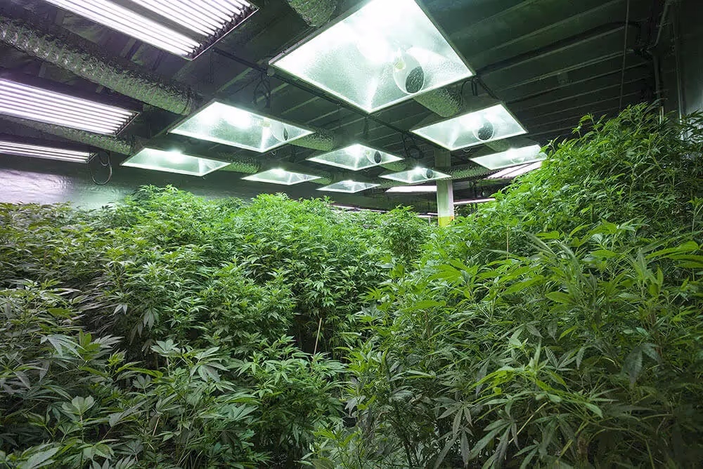 Large indoor growing facility full of healthy plants