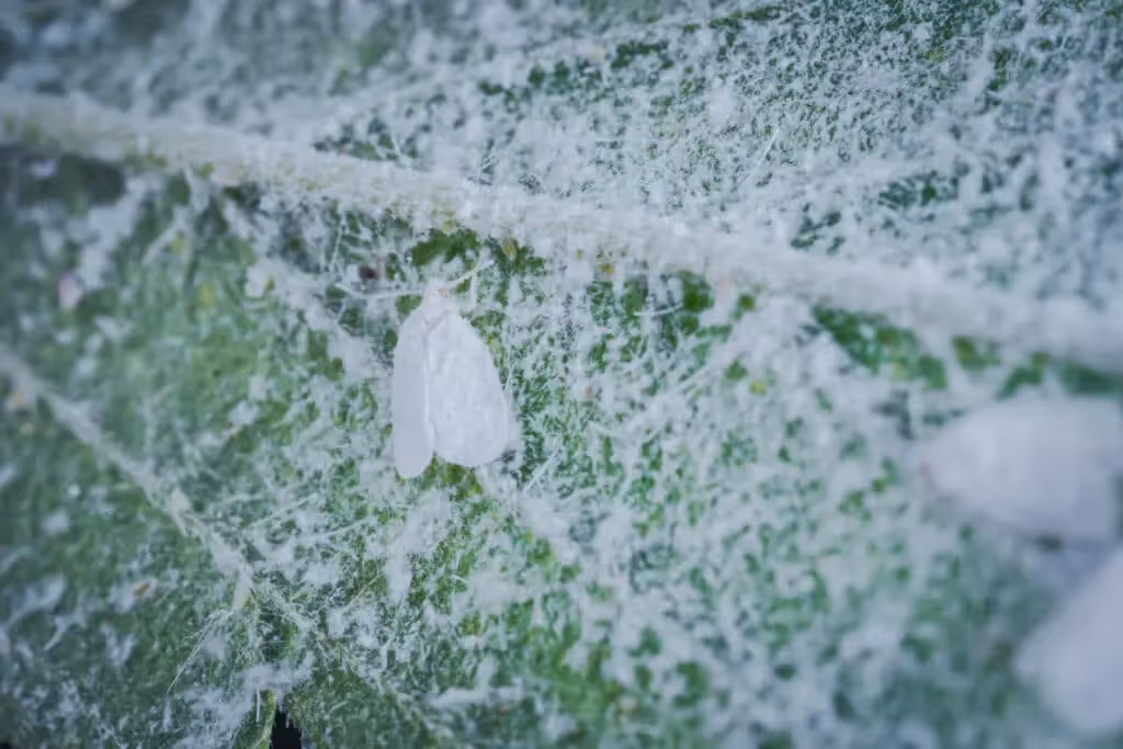 Close-up of a mealybug and webbing on the underside of a leaf