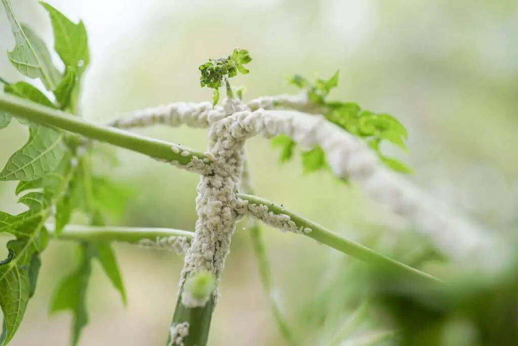 Mealy bug infestation on the stem of a plant